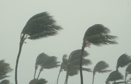 Palm_trees