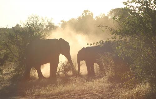 Elephants Mapungubwe