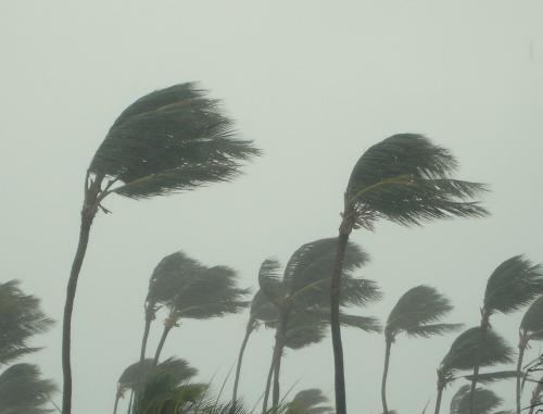 Palm_trees