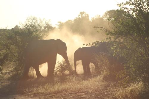 Elephants Mapungubwe