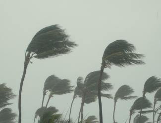 Palm_trees