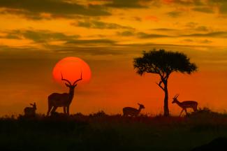 African Landscape